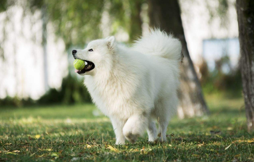 长得像狐狸的狗叫什么（银狐犬长相似狐仙）