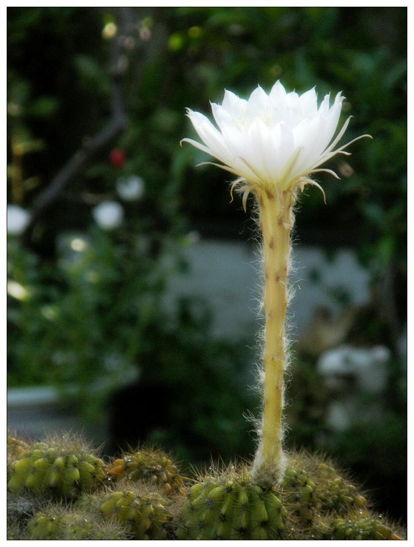 仙人球多久开一次花（做到“三点”，年年开花灿烂鲜艳）