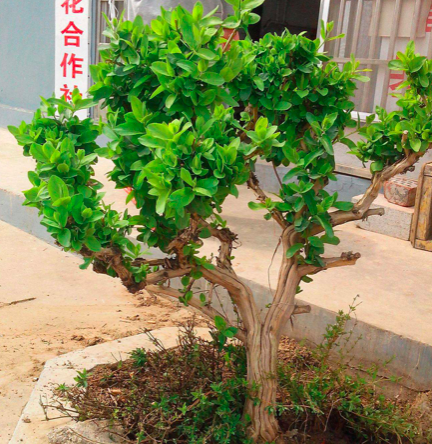 四季金银花种植技术