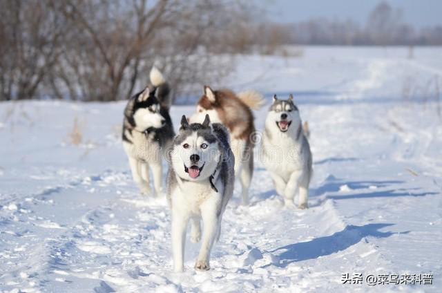 科普：狗和犬的区别有哪些