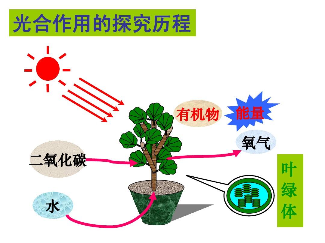 光合作用方程式是什么（光合作用是氧气的重要产出）