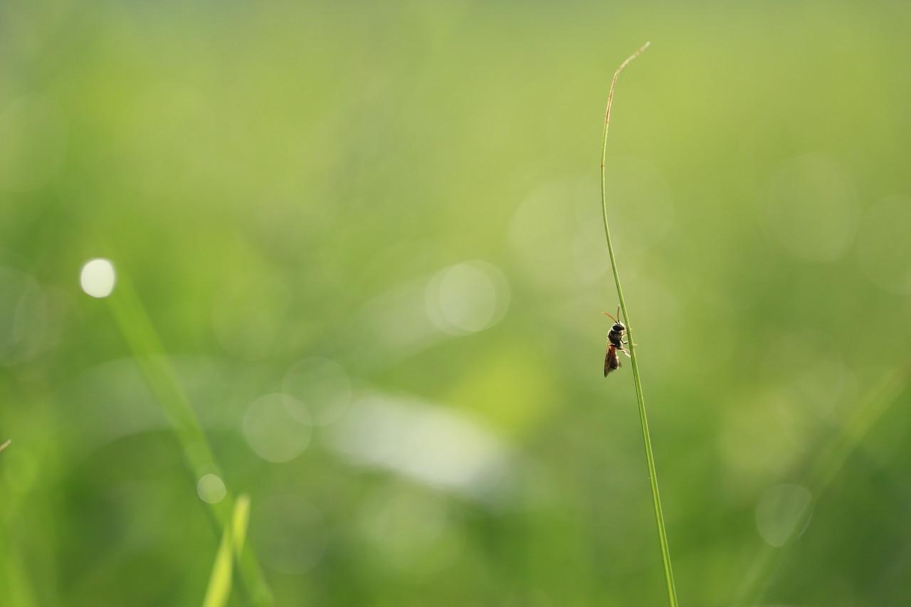 暮江吟的诗意解释（唐诗三百首—暮江吟）